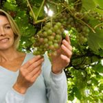 Виноградная диета — диеты