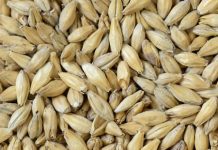 Анализ сертификатов качества солода: как не прогадать с выбором поставщика